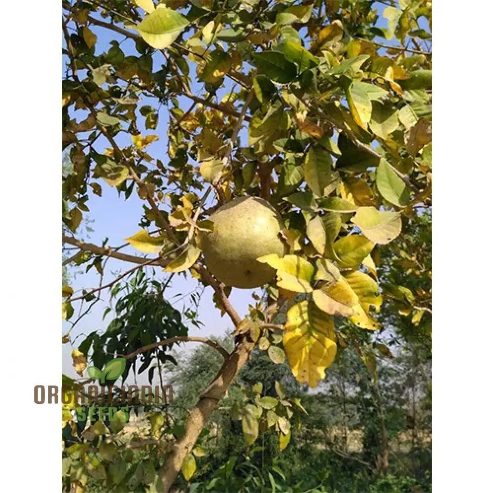 Aegle Marmelos Seeds Grow Your Own Sacred Bael Tree In Garden