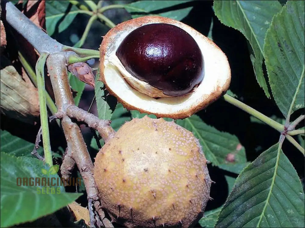 Aesculus Glabra (Buckeye) Conker Seeds - Ideal For Planting And Gardening