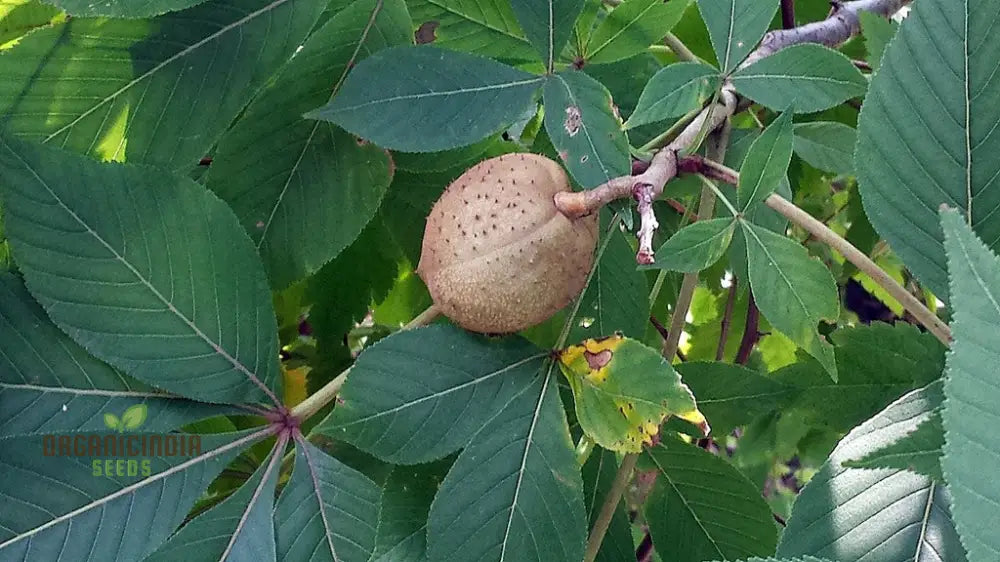 Aesculus Glabra (Buckeye) Conker Seeds - Ideal For Planting And Gardening