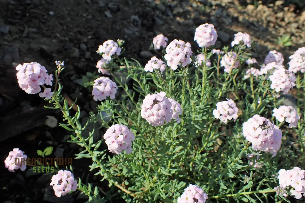 Aethionema Grandiflorum Seeds - Premium Flower For Beautiful Garden Blooms