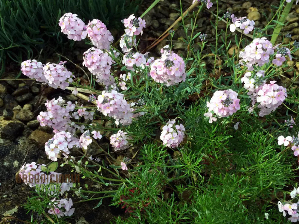 Aethionema Grandiflorum Seeds - Premium Flower For Beautiful Garden Blooms