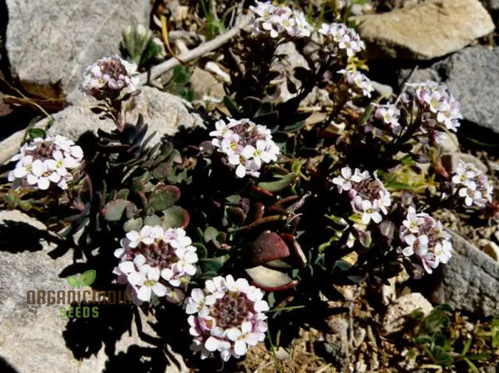 Aethionema Saxatile Seeds Elevate Your Garden With Stunning Beauty