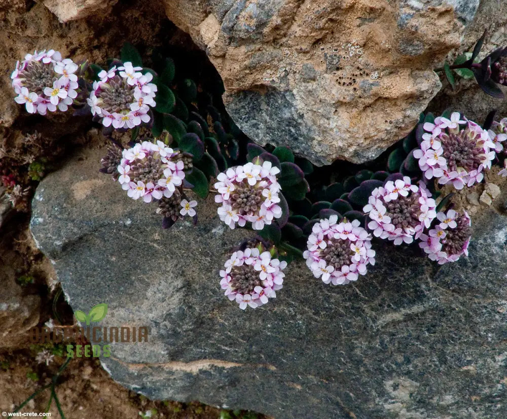 Aethionema Saxatile Seeds Elevate Your Garden With Stunning Beauty