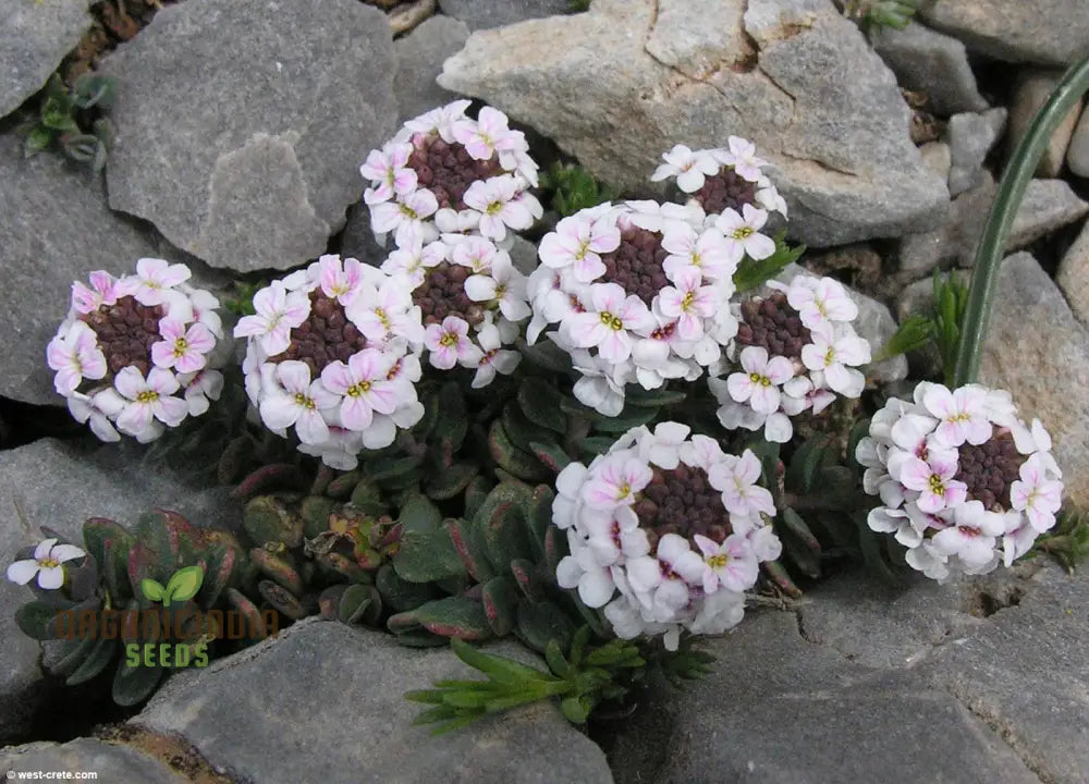 Aethionema Saxatile Seeds Elevate Your Garden With Stunning Beauty