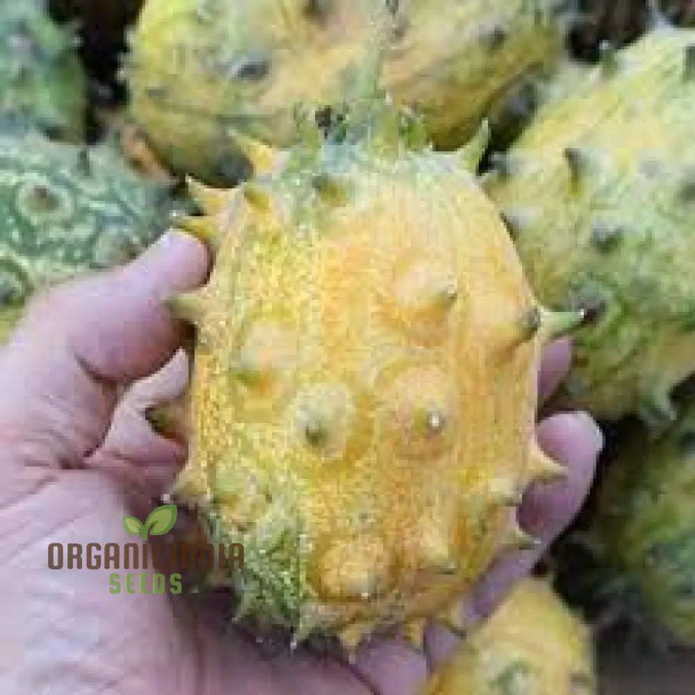 African Horned Cucumber Seeds For Planting And Gardening - Organic