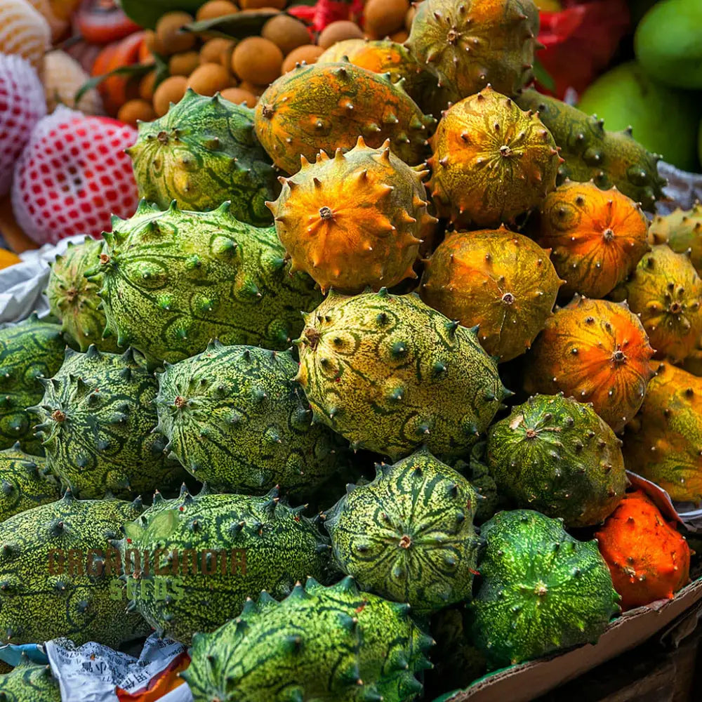 African Horned Cucumber Seeds For Planting And Gardening - Organic