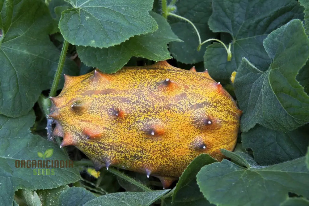 African Horned Cucumber Seeds For Planting And Gardening - Organic