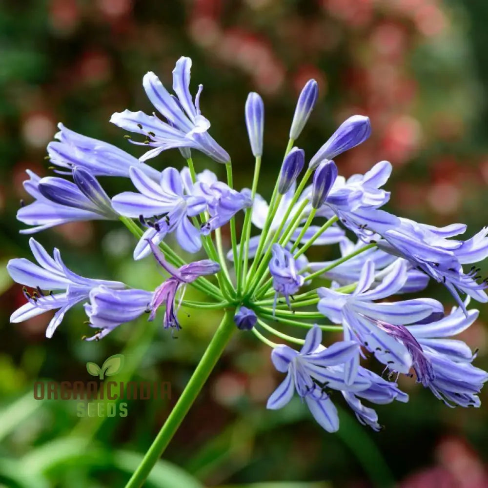 Agapanthus Headbourne Hybrids Vibrant Blooms For Your Garden Sanctuary