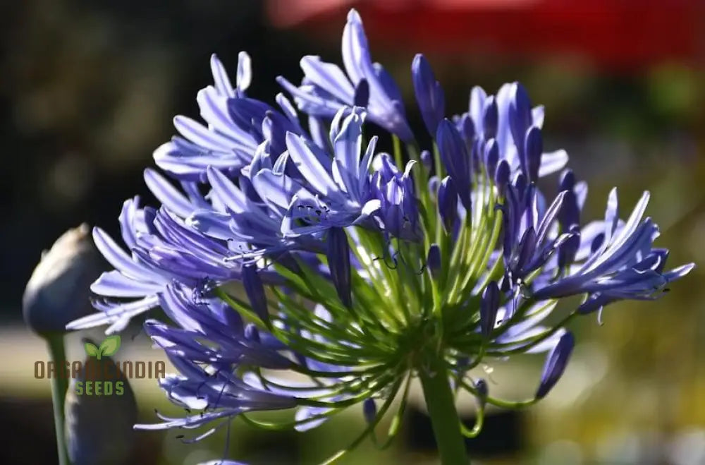 Agapanthus Headbourne Hybrids Vibrant Blooms For Your Garden Sanctuary