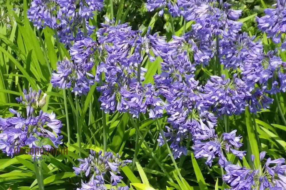 Agapanthus Headbourne Hybrids Vibrant Blooms For Your Garden Sanctuary