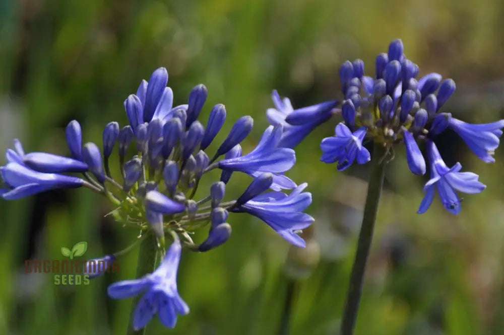 Agapanthus Headbourne Hybrids Vibrant Blooms For Your Garden Sanctuary