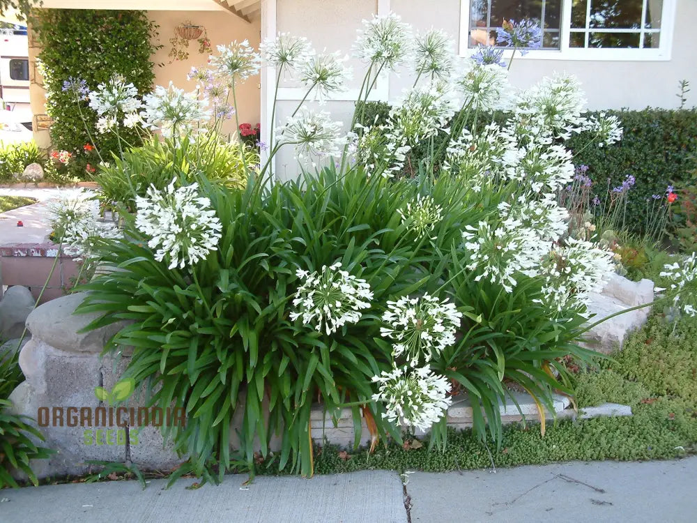 Agapanthus Praecox Alba Seeds Pure White Elegance For Your Garden Delight