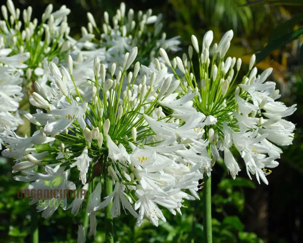 Agapanthus Praecox Alba Seeds Pure White Elegance For Your Garden Delight