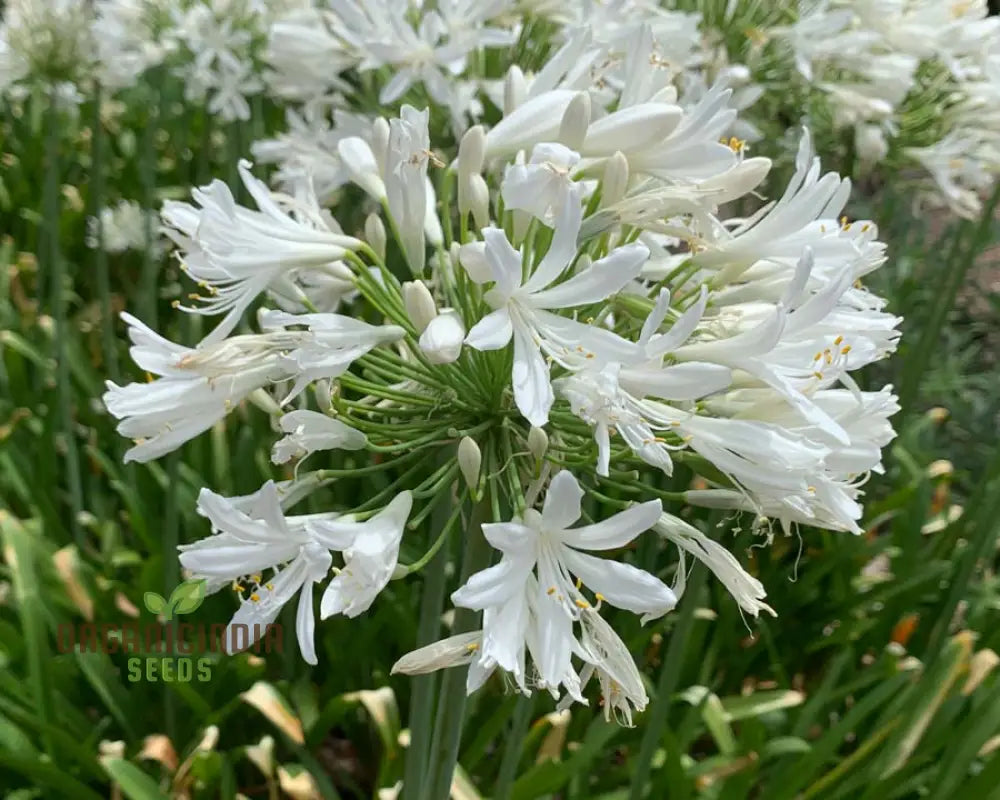 Agapanthus Praecox Alba Seeds Pure White Elegance For Your Garden Delight