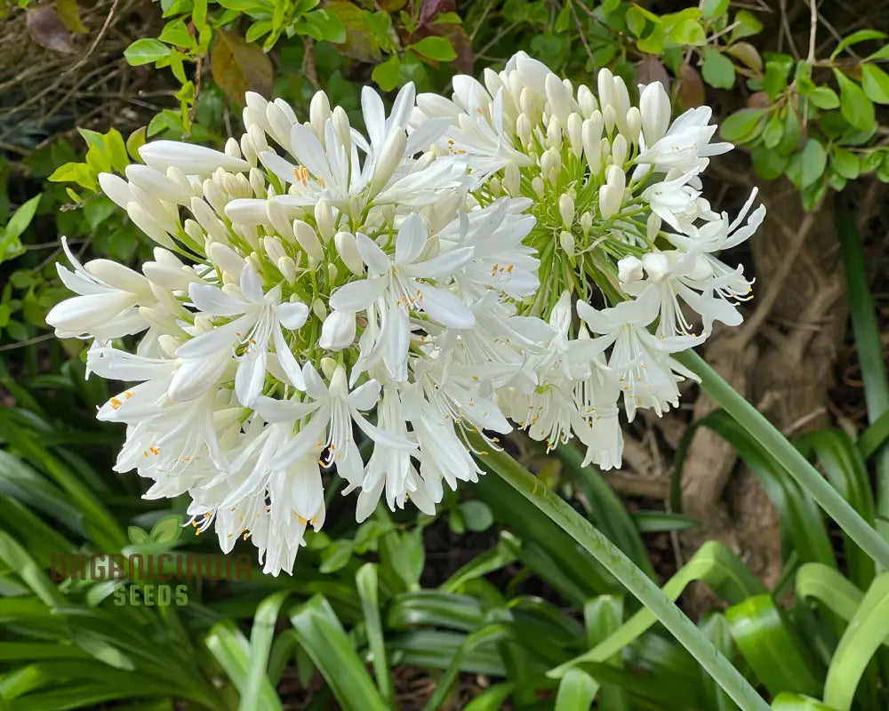 Agapanthus Praecox Alba Seeds Pure White Elegance For Your Garden Delight