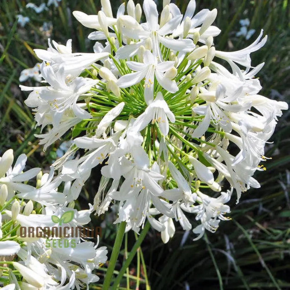 Agapanthus Praecox Alba Seeds Pure White Elegance For Your Garden Delight