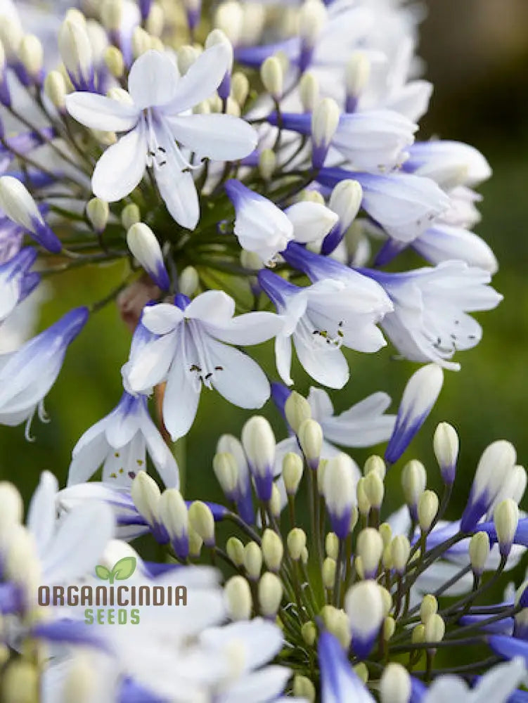 Agapanthus Species Mixed Flower Seeds Enhance Your Garden With A Diverse Array Of Blooms Using