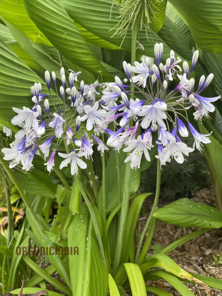 Agapanthus Species Mixed Flower Seeds Enhance Your Garden With A Diverse Array Of Blooms Using