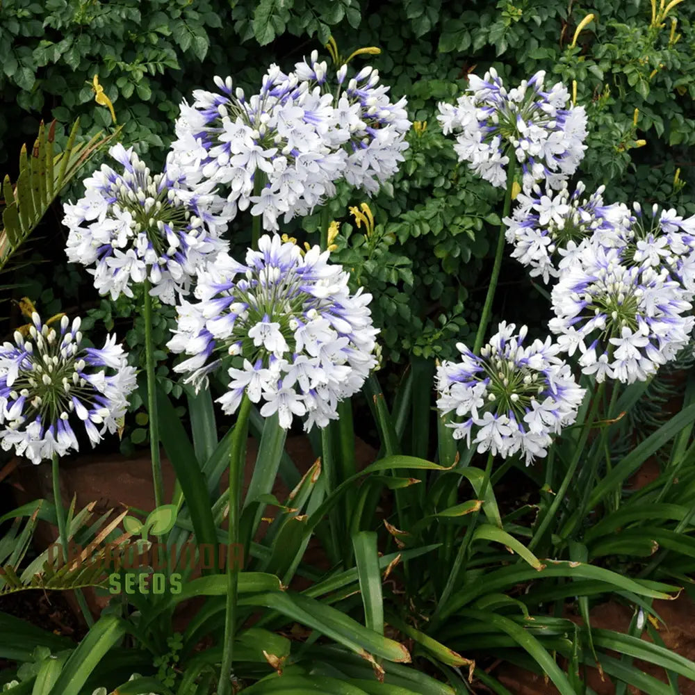 Agapanthus Species Mixed Flower Seeds Enhance Your Garden With A Diverse Array Of Blooms Using