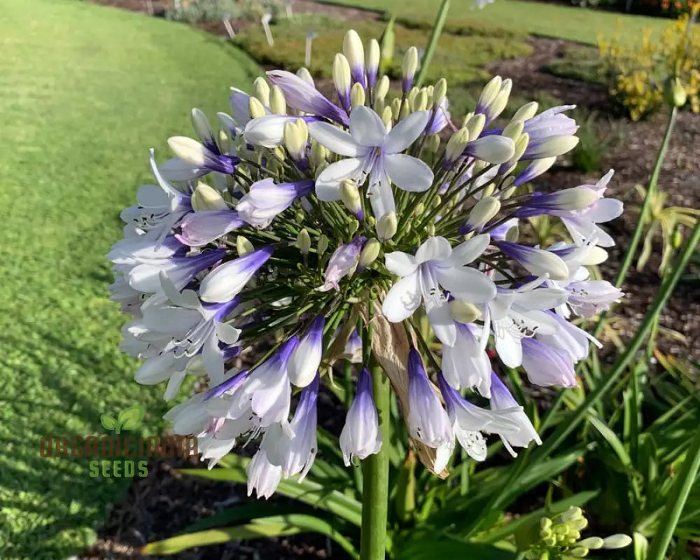 Agapanthus Species Mixed Flower Seeds Enhance Your Garden With A Diverse Array Of Blooms Using