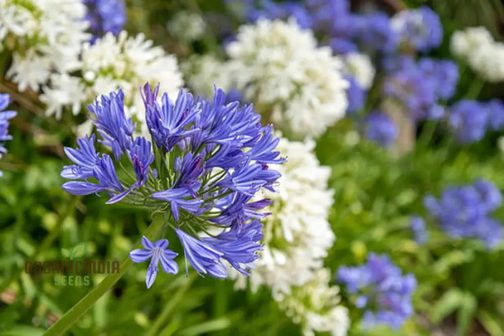 Agapanthus Species Mixed Flower Seeds Enhance Your Garden With A Diverse Array Of Blooms Using