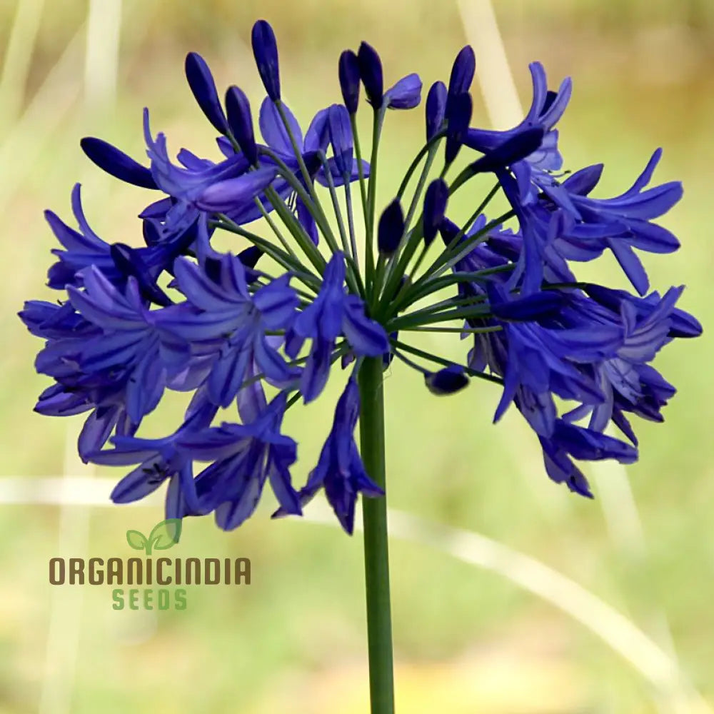 Agapanthus â€™Sunfieldâ€™ Flower Seeds Cultivate Brilliant Blooms In Your Garden With Expert