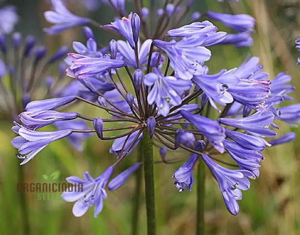 Agapanthus ’Sunfield’ Flower Seeds Cultivate Brilliant Blooms In Your Garden With Expert