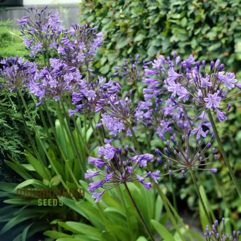 Agapanthus ’Sunfield’ Flower Seeds Cultivate Brilliant Blooms In Your Garden With Expert