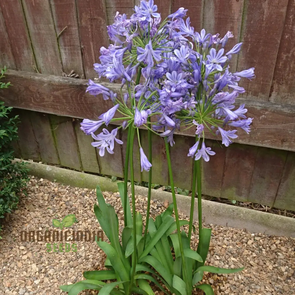 Agapanthus â€™Sunfieldâ€™ Flower Seeds Cultivate Brilliant Blooms In Your Garden With Expert