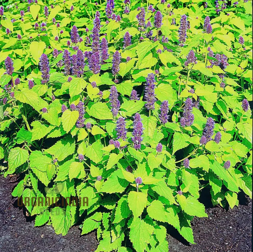 Agastache Foeniculum â€™Golden Jubileeâ€™ Flower Seeds Elevate Your Garden With Vibrant Blooms