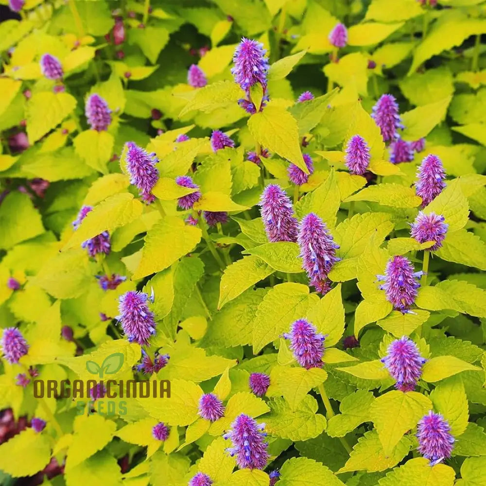 Agastache Foeniculum ’Golden Jubilee’ Flower Seeds Elevate Your Garden With Vibrant Blooms