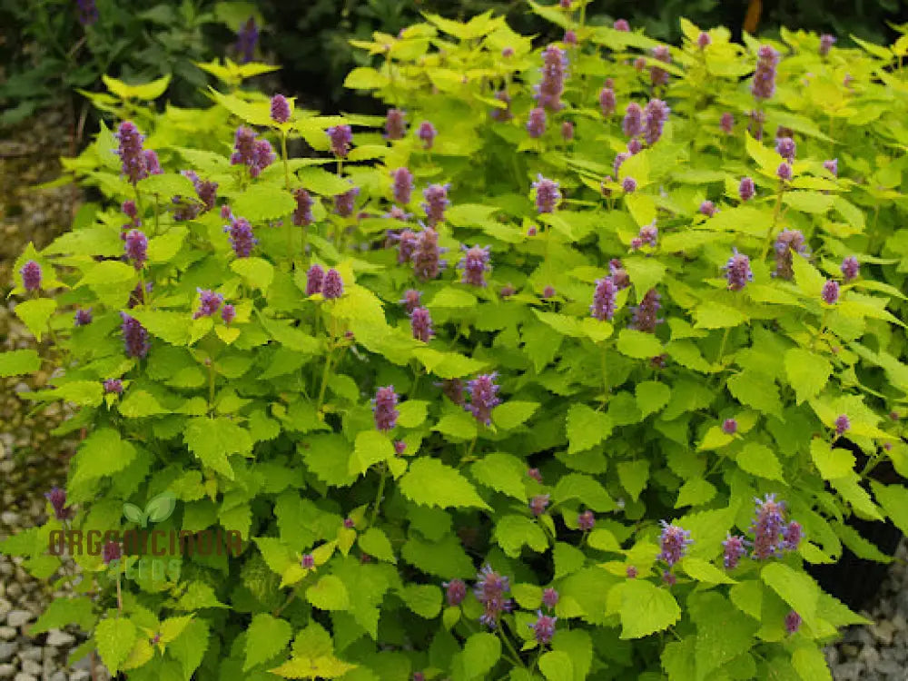 Agastache Foeniculum ’Golden Jubilee’ Flower Seeds Elevate Your Garden With Vibrant Blooms