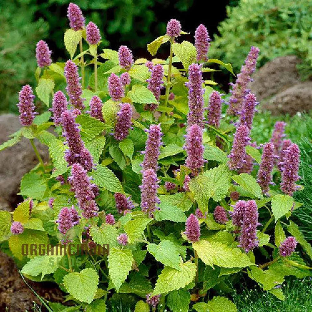 Agastache Foeniculum ’Golden Jubilee’ Flower Seeds Elevate Your Garden With Vibrant Blooms