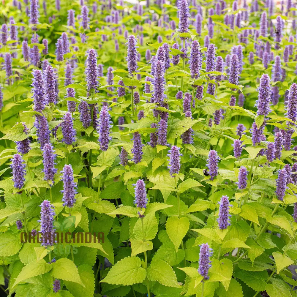 Agastache Foeniculum â€™Golden Jubileeâ€™ Flower Seeds Elevate Your Garden With Vibrant Blooms