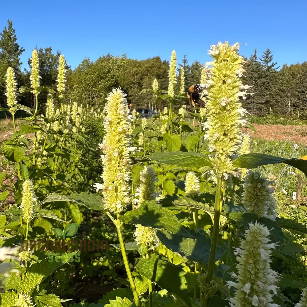 Agastache Foeniculum â€™Liquoriceâ€™ White Flower Seeds Cultivate Elegant Beauty In Your Garden