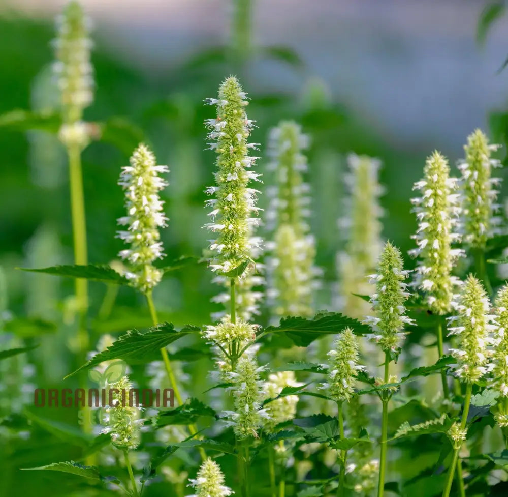 Agastache Foeniculum â€™Liquoriceâ€™ White Flower Seeds Cultivate Elegant Beauty In Your Garden