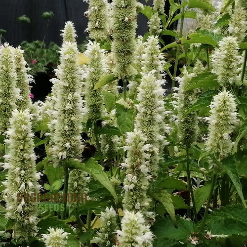 Agastache Foeniculum ’Liquorice’ White Flower Seeds Cultivate Elegant Beauty In Your Garden