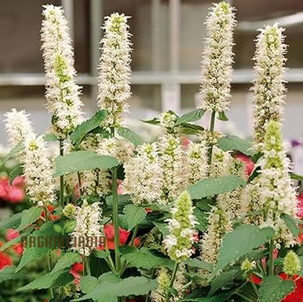 Agastache Foeniculum â€™Liquoriceâ€™ White Flower Seeds Cultivate Elegant Beauty In Your Garden