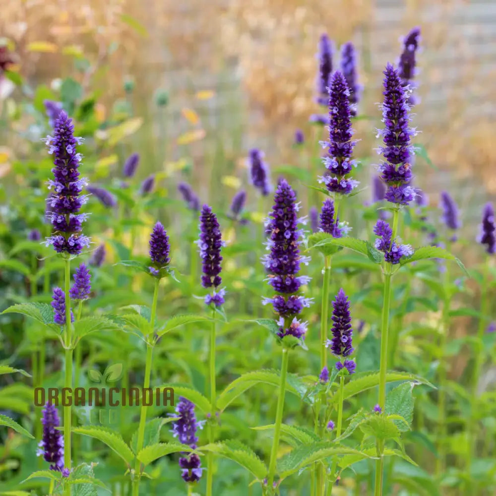 Agastache Hybrida Astello Indigo Seeds - Grow Exquisite Indigo-Colored Flowers In Your Garden