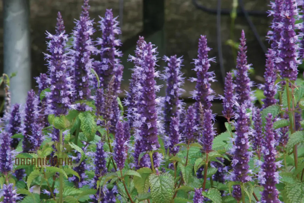 Agastache Hybrida Astello Indigo Seeds - Grow Exquisite Indigo-Colored Flowers In Your Garden