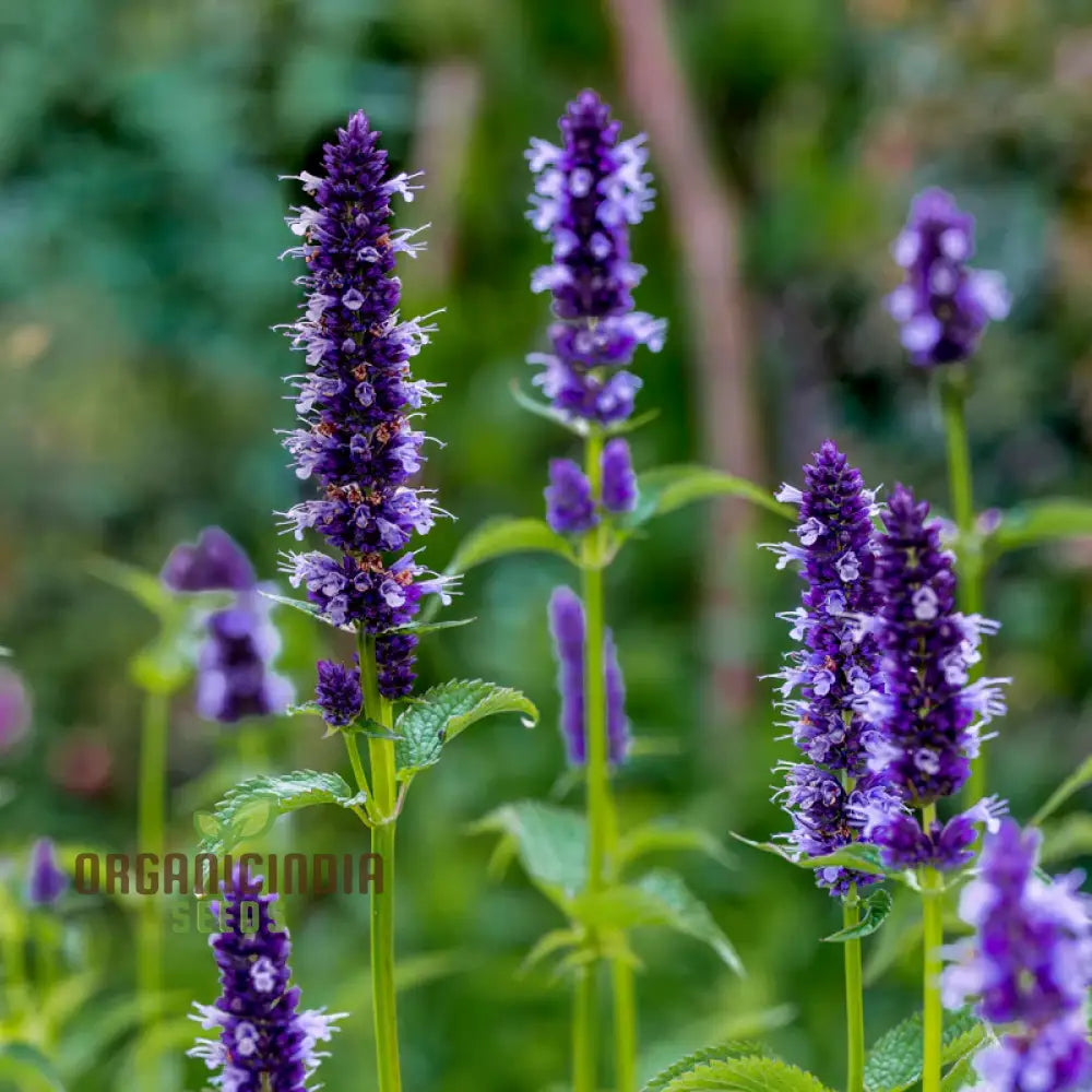 Agastache Hybrida Astello Indigo Seeds - Grow Exquisite Indigo-Colored Flowers In Your Garden