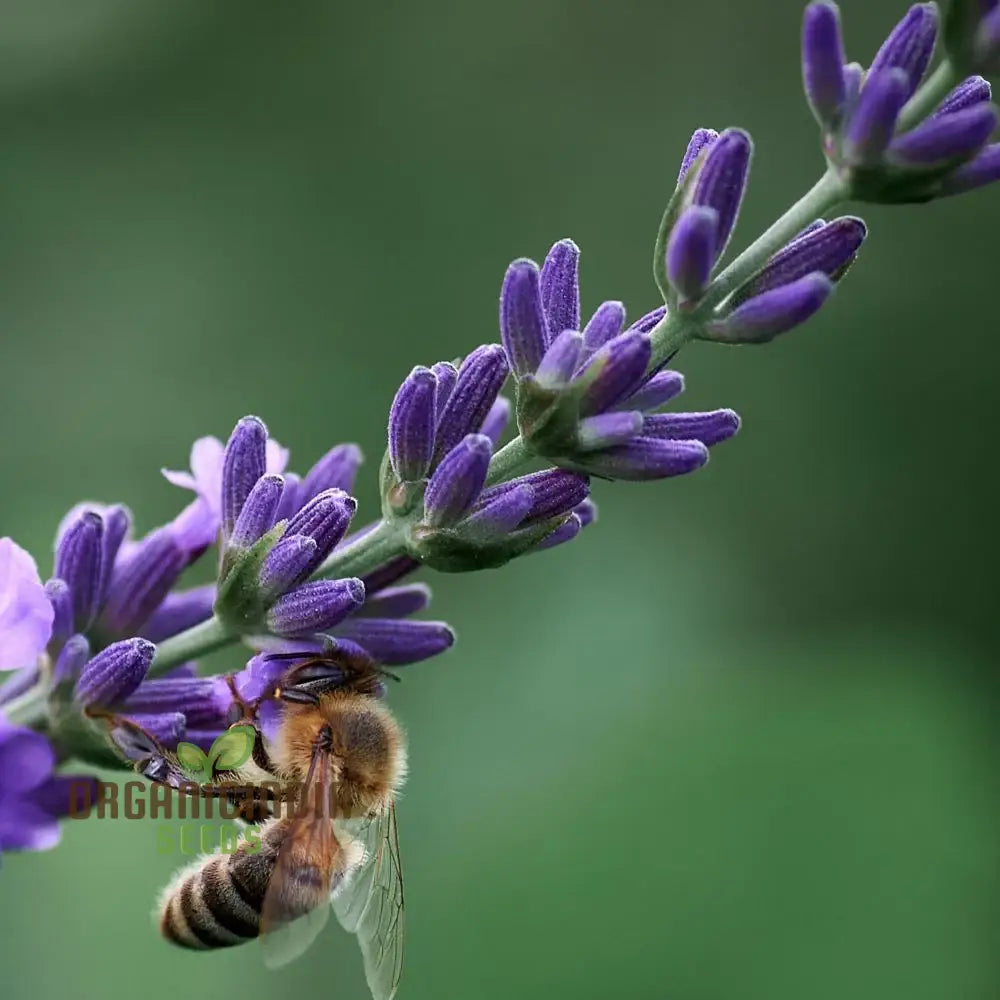 Agastache Hybrida Astello Indigo Seeds - Grow Exquisite Indigo-Colored Flowers In Your Garden