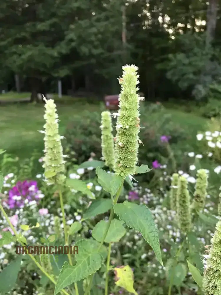 Agastache Nepetoides Flower Seeds Growing Beautiful Blooms In Your Garden With Expert Planting And