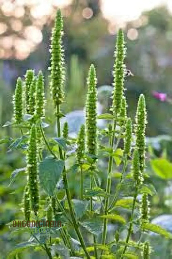 Agastache Nepetoides Flower Seeds Growing Beautiful Blooms In Your Garden With Expert Planting And