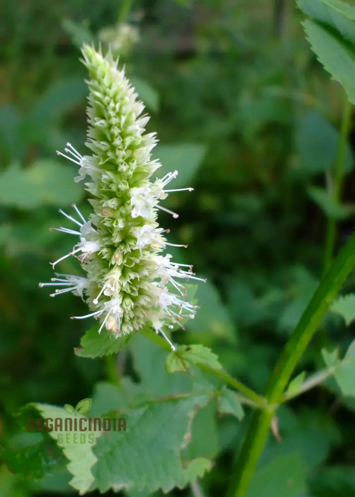 Agastache Nepetoides Flower Seeds Growing Beautiful Blooms In Your Garden With Expert Planting And