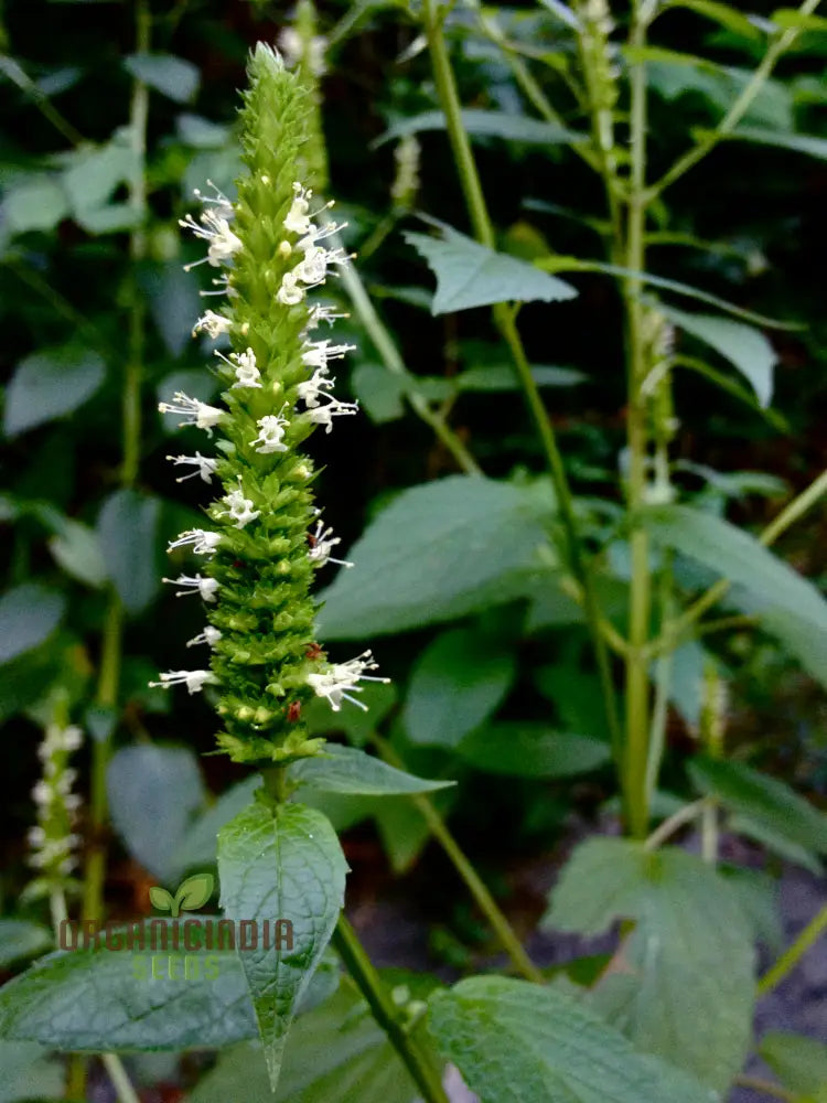 Agastache Nepetoides Flower Seeds Growing Beautiful Blooms In Your Garden With Expert Planting And