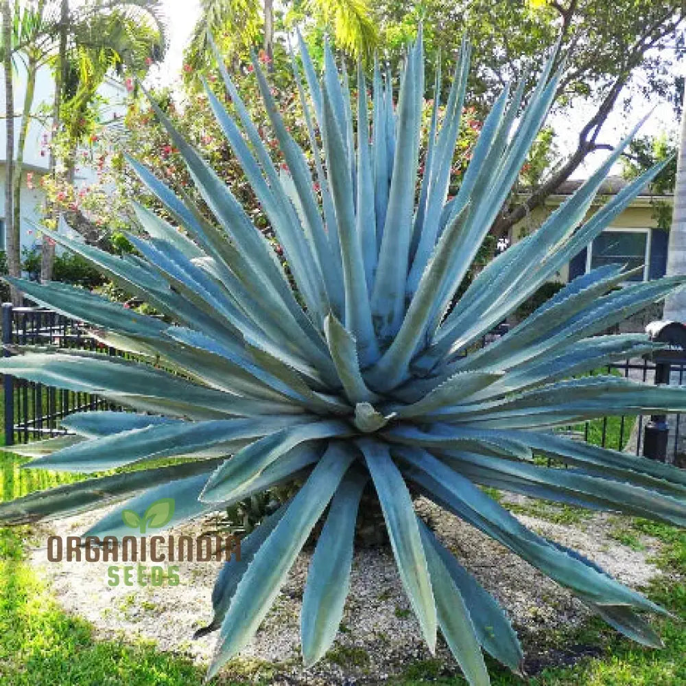 Agave Americana ’Toliman Blue’ Seeds For Planting Cultivating Hardy Beauty With Expert And Gardening