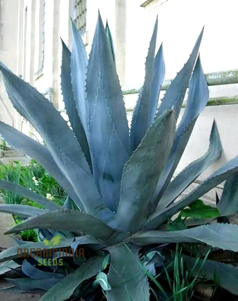 Agave Americana ’Toliman Blue’ Seeds For Planting Cultivating Hardy Beauty With Expert And Gardening