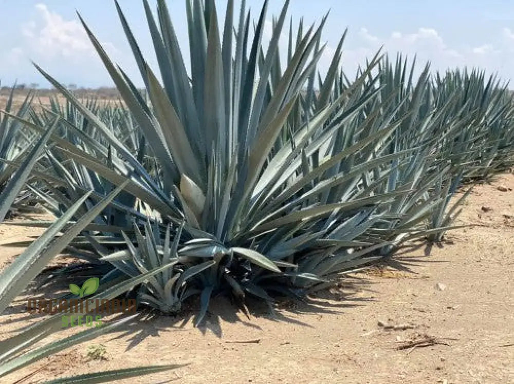 Agave Americana ’Toliman Blue’ Seeds For Planting Cultivating Hardy Beauty With Expert And Gardening