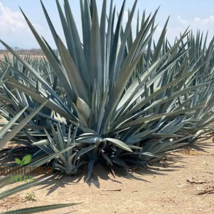 Agave Americana â€™Toliman Blueâ€™ Seeds For Planting Cultivating Hardy Beauty With Expert And Gardening